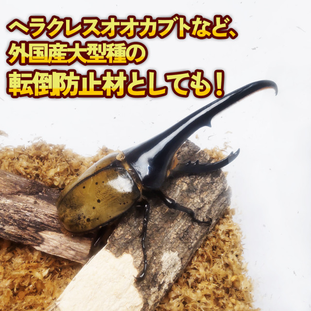 止まり木　転倒防止材　カブトムシ　クワガタムシ　販売　通販　専門店　購入