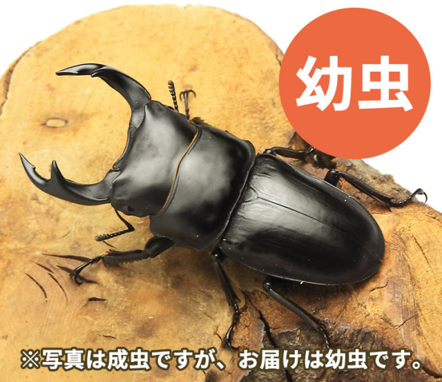 国産オオクワガタ幼虫・山形県小国町産の販売│ビートルファーム