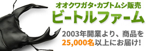 オオクワガタ販売のビートルファーム