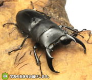 サキシマヒラタクワガタの販売・通販│ビートルファーム