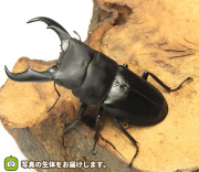 サキシマヒラタクワガタ　販売　通販　専門店　購入