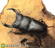 国産オオクワガタ　山梨県産　販売　通販　専門店　購入
