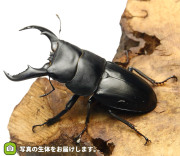 アマミヒラタクワガタ　販売　通販　専門店　購入