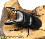 スマトラオオヒラタ　販売　通販　専門店　購入