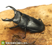 スジブトヒラタクワガタの販売・通販│ビートルファーム