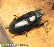 大阪産 野外採取 オオクワガタ