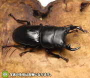 国産オオクワガタ　野外採集個体　販売　通販　専門店　購入　ワイルド