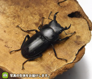 トクノシマコクワガタの販売・通販│ビートルファーム