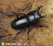 トクノシマコクワガタの販売・通販│ビートルファーム