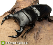 グランディスオオクワガタの販売・通販│ビートルファーム