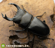 国産オオクワガタ　新潟県柏崎市産　販売　通販　専門店　購入
