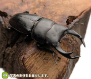 国産オオクワガタ　新潟県柏崎市産　販売　通販　専門店　購入
