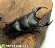 オオクワガタ長野県産の販売・通販│ビートルファーム