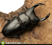 国産オオクワガタWF1各産地の成虫ペアの販売・通販│ビートル