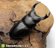 国産オオクワガタ　岩手県奥州市産　販売　通販　専門店　購入