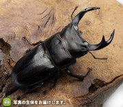 岩手県産天然オオクワガタ♂56mm♀38mm ☆岩手県産オオクワガタ♂76mmペア☆ - INSECT ULTIMA