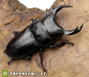 岩手県産　オオクワガタ1PA ♂48♀33 ☆岩手県産オオクワガタ♂76mmペア☆ - INSECT ULTIMA