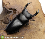 国産オオクワガタ　岩手県奥州市産　販売　通販　専門店　購入