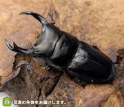 国産オオクワガタ　岩手県奥州市産　販売　通販　専門店　購入