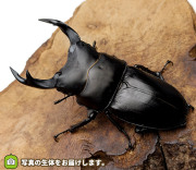 国産オオクワガタ　岩手県奥州市産　販売　通販　専門店　購入