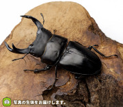 国産オオクワガタ　岩手県奥州市産　販売　通販　専門店　購入