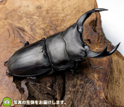 国産オオクワガタ　岩手県奥州市産　販売　通販　専門店　購入