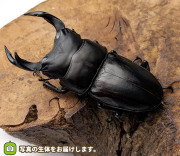 国産オオクワガタ　岩手県奥州市産　販売　通販　専門店　購入