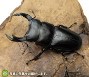 国産オオクワガタ　秋田県仙北市産　販売　通販　専門店　購入