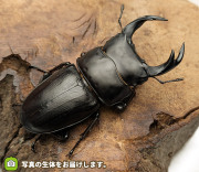 国産オオクワガタ　秋田県仙北市産　販売　通販　専門店　購入
