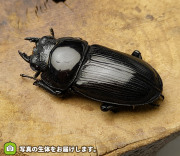 オオクワガタなどオス単品、メス単品の販売│ビートルファーム