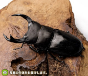 国産オオクワガタ　新潟県東蒲原郡産　販売　通販　専門店　購入