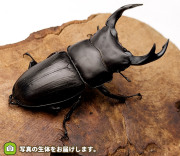 国産オオクワガタ　新潟県東蒲原郡産　販売　通販　専門店　購入