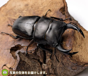 国産オオクワガタ　山形県飯豊町産　販売　通販　専門店　購入