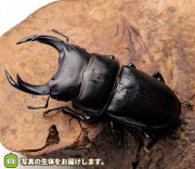 希少熊本産オオクワガタ生体☆天然WILD雄65.7WILDから 累代F2個体 雄