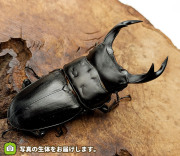 福島県産 野外品オオクワガタ 福島県産 オオコクワガタ |野外品オオクワからの羽化記録