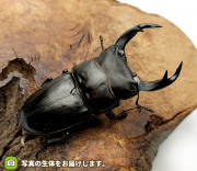 福島県産 野外品オオクワガタ 福島県産 オオコクワガタ |野外品オオクワからの羽化記録