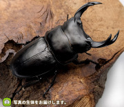 福島県産 野外品オオクワガタ 福島県南会津町産オオクワガタ ♀47.5mm | mochikuwa