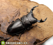 オオクワガタ福島県産の販売・通販│ビートルファーム