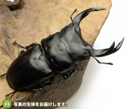 オオクワガタ福島県産の販売・通販│ビートルファーム