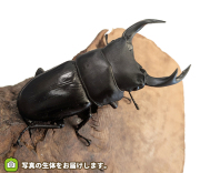 国産オオクワガタ　長野県産　販売　通販　専門店　購入