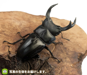 オオクワガタ ♂♀ペア 福島県産 福島県南会津郡只見産オオクワガタペア | higegami