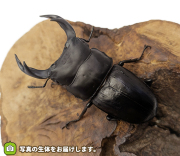国産オオクワガタ　福島県伊南村産　販売　通販　専門店　購入