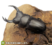 国産オオクワガタ　福島県伊南村産　販売　通販　専門店　購入