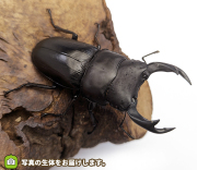 福島県産 野外品オオクワガタ オオクワガタ