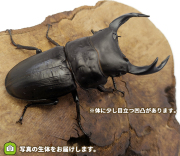 国産オオクワガタWF1各産地の成虫ペアの販売・通販│ビートルファーム