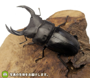 オオクワガタ福島県産の販売・通販│ビートルファーム