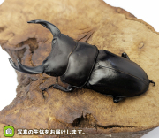 国産オオクワガタ　福島県伊南村産　販売　通販　専門店　購入