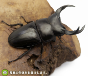 オオクワガタ福島県産の販売・通販│ビートルファーム