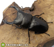 国産オオクワガタ　福島県伊南村産　販売　通販　専門店　購入