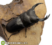 国産オオクワガタ　福島県伊南村産　販売　通販　専門店　購入